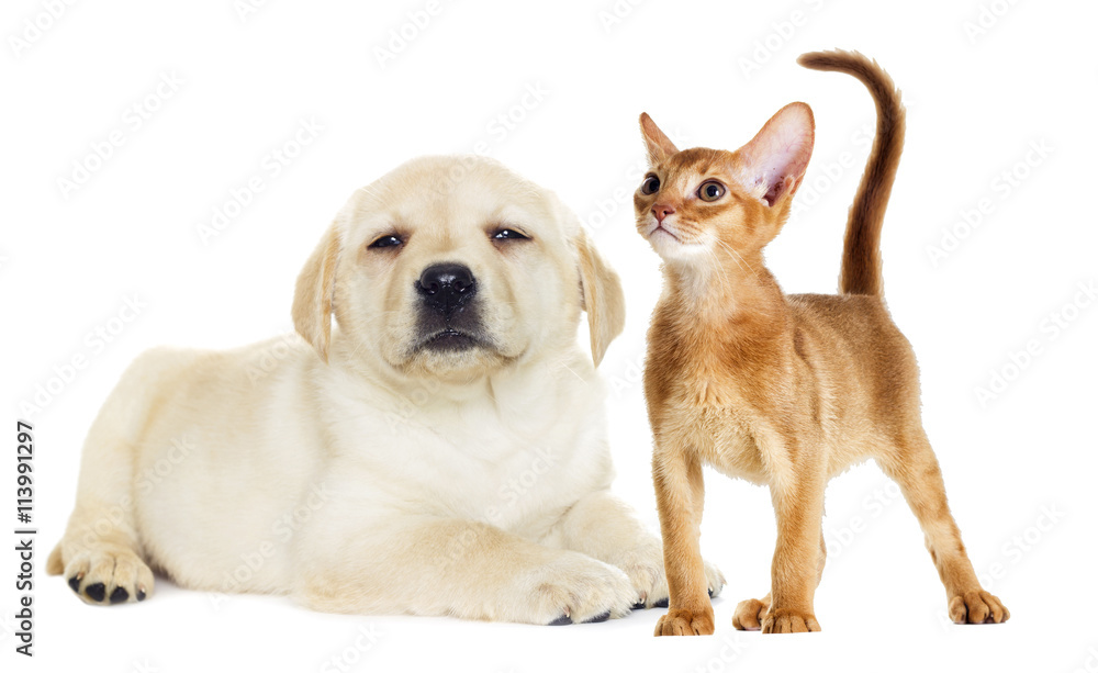 kitten and puppy beside kitten and puppy beside