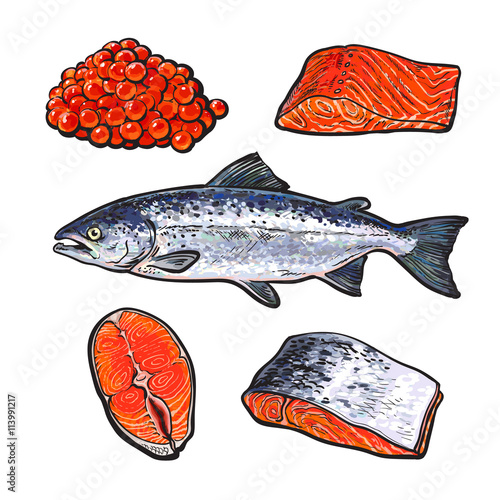 sea fish salmon with caviar and fillets, vector sketch hand-drawn illustration isolated on white background, fresh sea fish salmon, seafood salmon, red caviar, a set of seafood with fresh food food