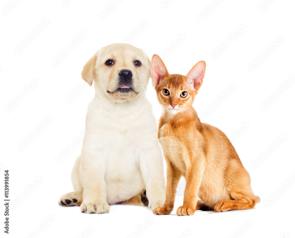 labrador puppy and Abyssinian kitten looking labrador puppy and Abyssinian kitten looking