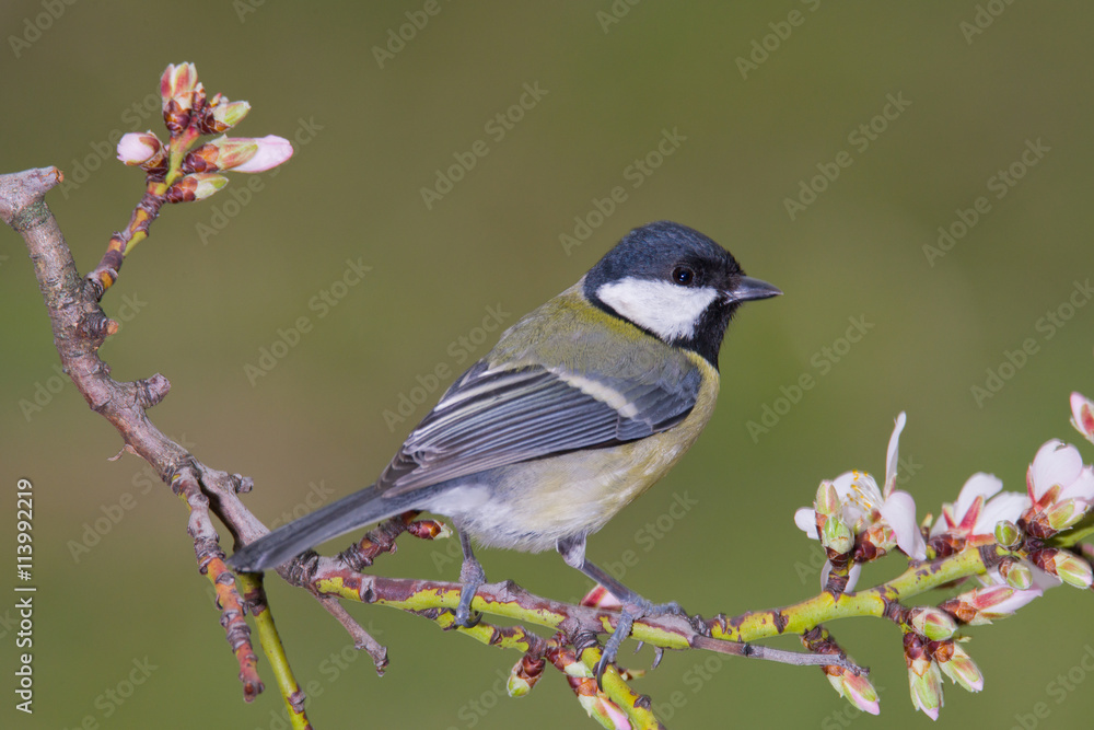 Fototapeta premium bird in branch with flowers