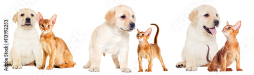 labrador puppy and Abyssinian kitten looking