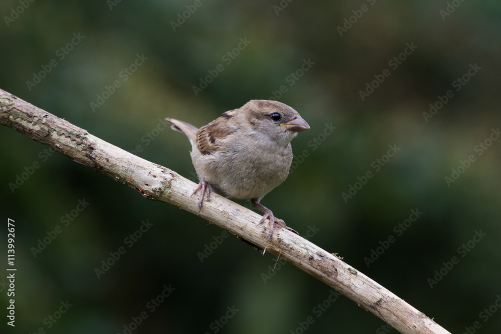 Fototapeta premium Juvenile Sparrow on Branch