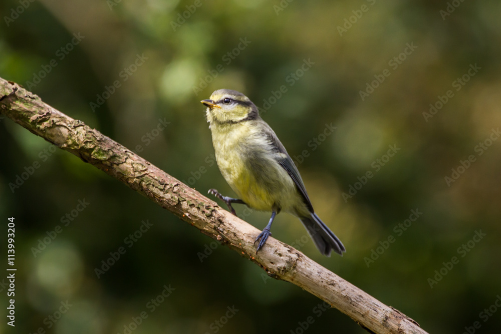 Juvenile Blue Tit on Branch Juvenile Blue Tit on Branch