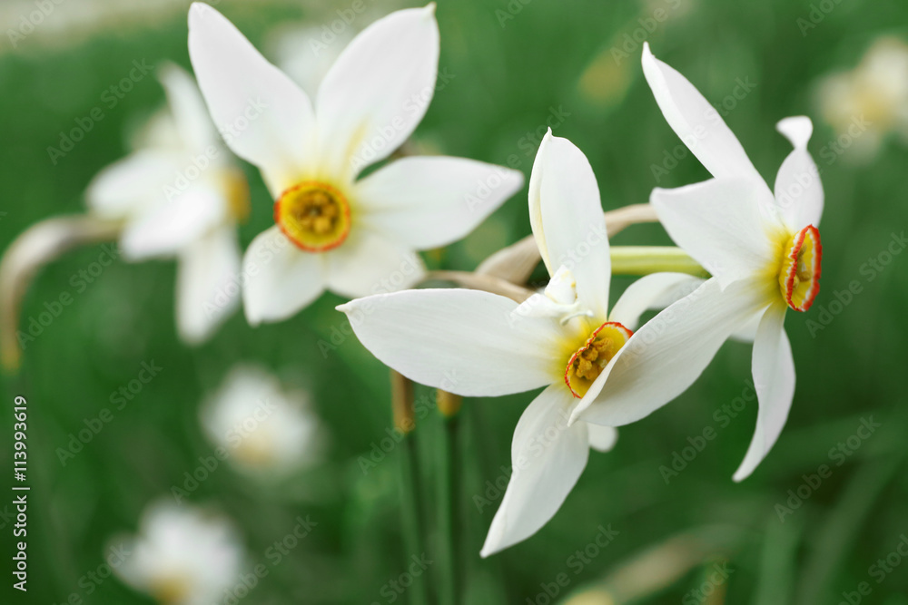 Beautiful daffodil flowers on meadow with sunlight