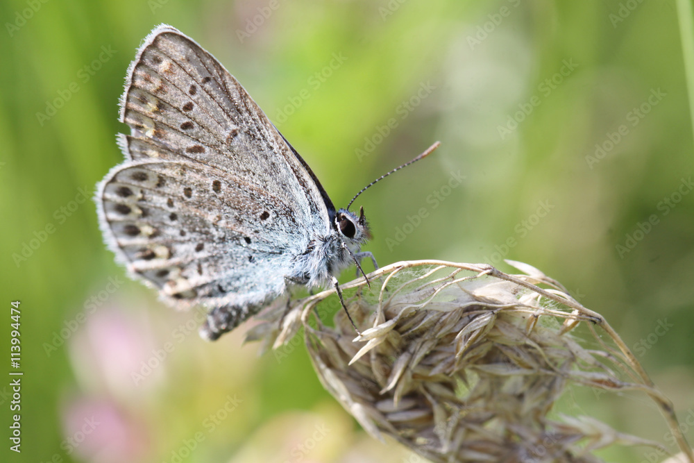 A small moth with a damaged wing A small moth with a damaged wing