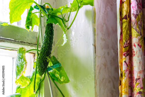 Billede på lærred Growing big cucumbers at home on window sill