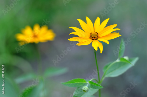 Bright yellow flower closeup