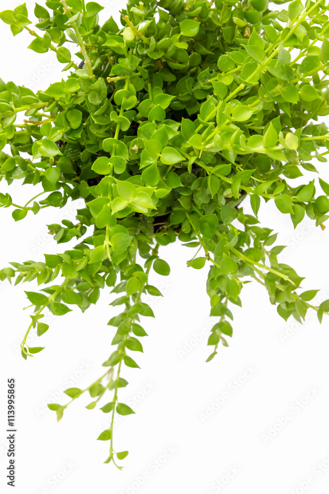 plant plant