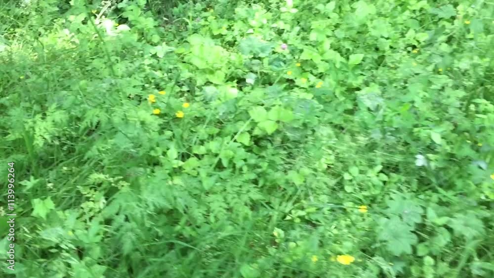 пешком по траве