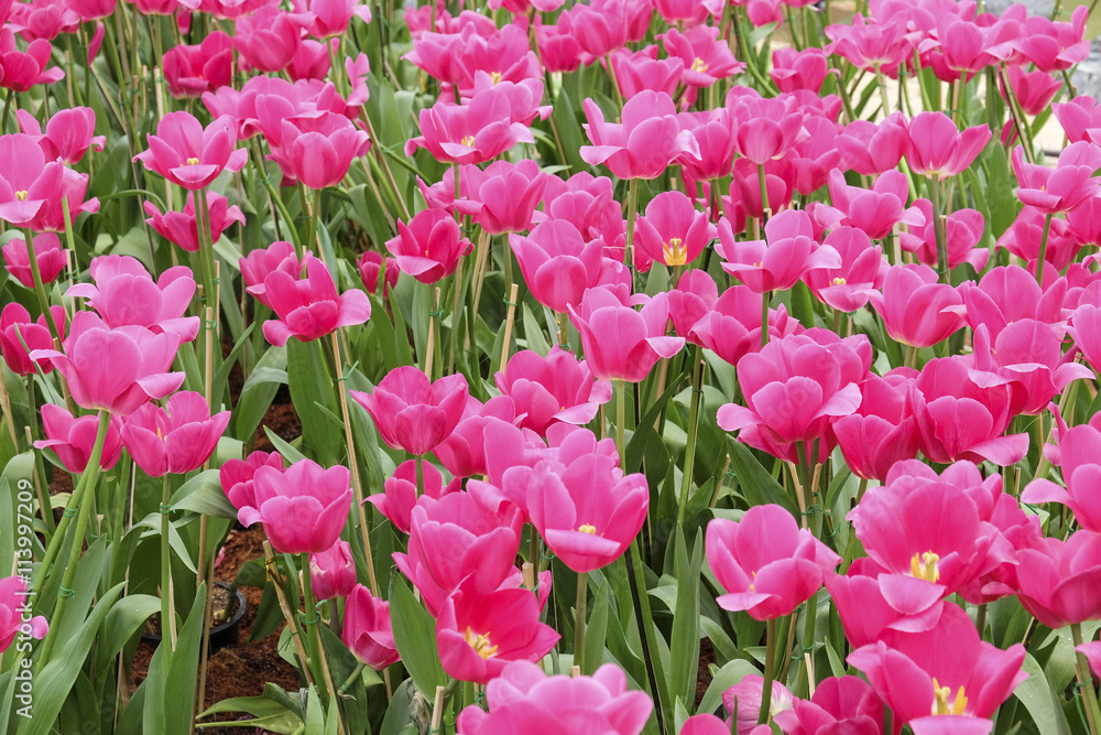 Beautiful tulips