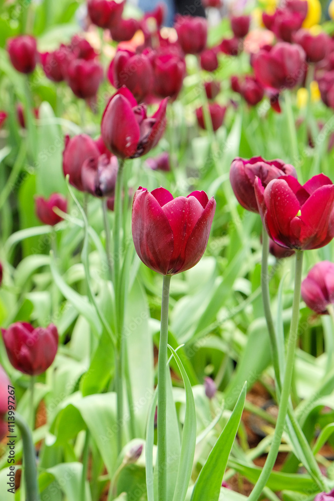 Beautiful tulips