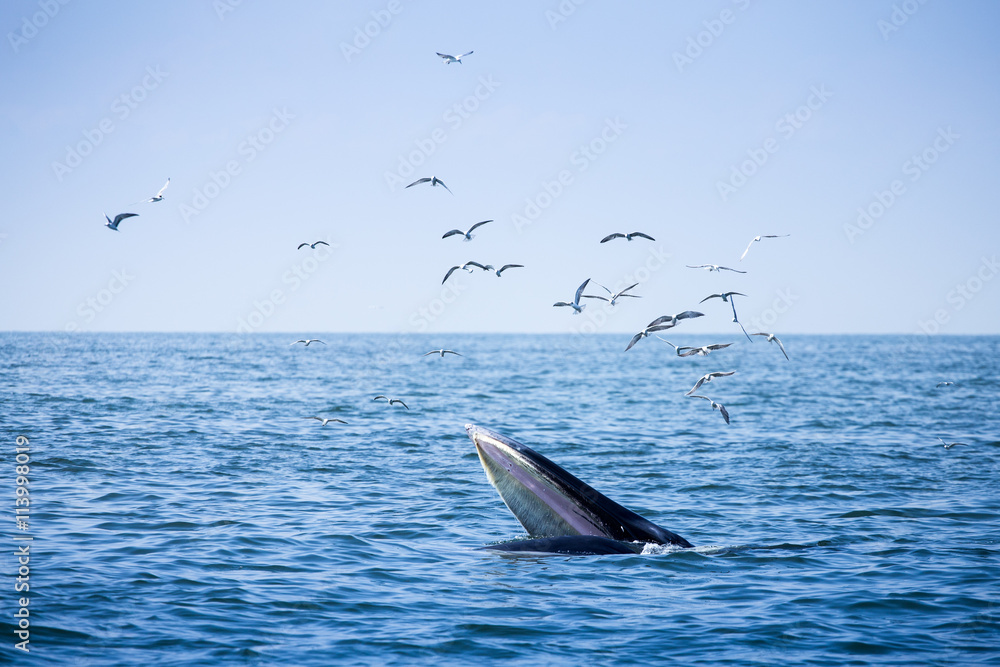 Fototapeta premium whale