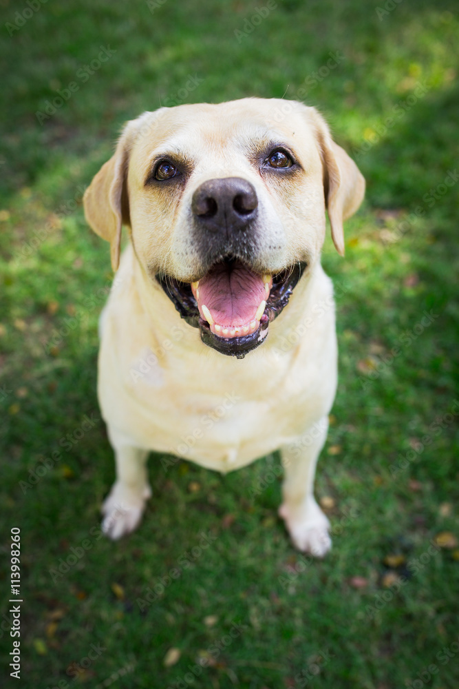 Labrador Labrador