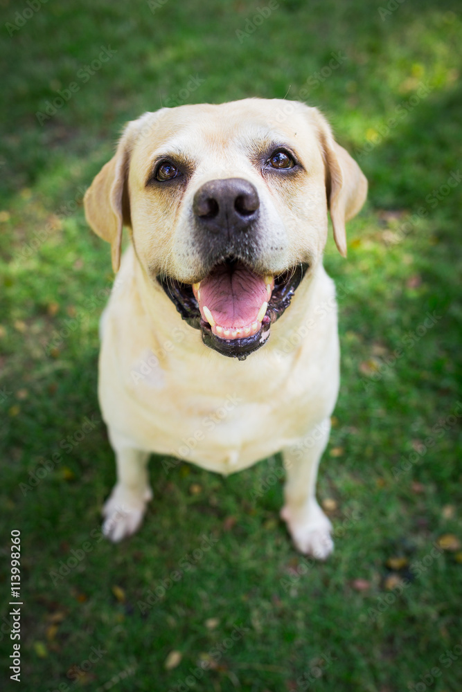 Labrador