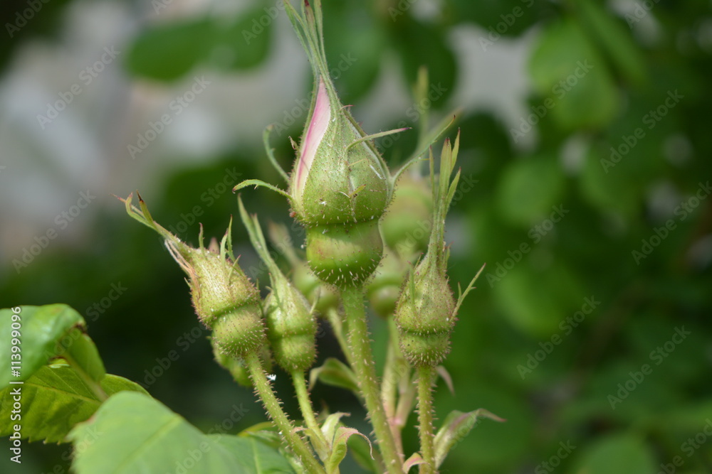 Obraz premium Бутоны розы