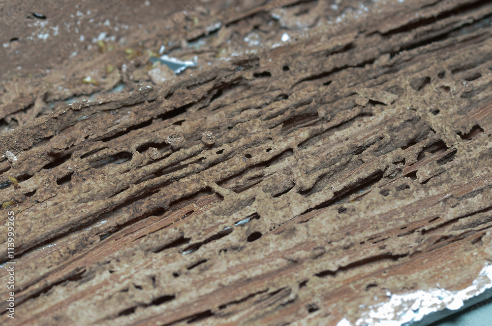 wooden walls are being eaten by termites. wooden walls are being eaten by termites.