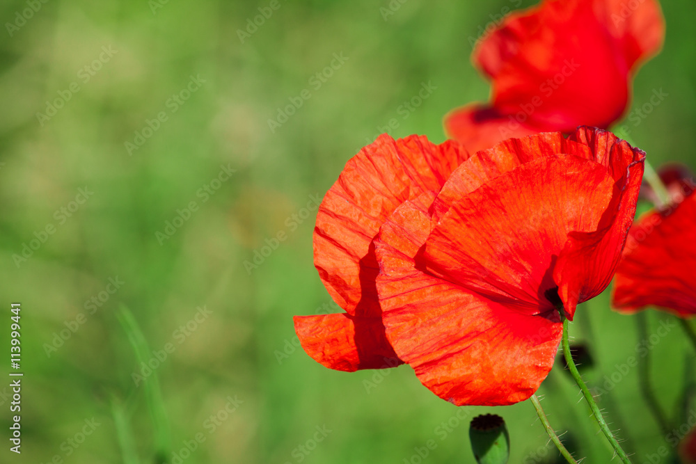Fototapeta premium Red poppy in a field
