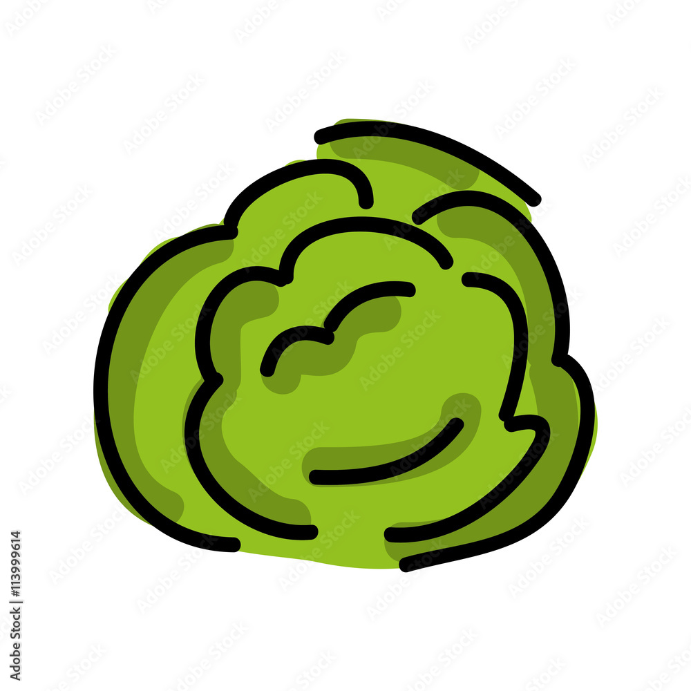 cabbage fresh isolated icon design cabbage fresh isolated icon design