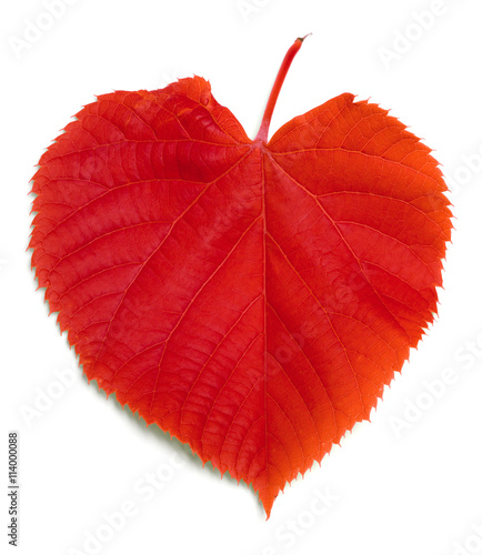 Red leaf on white
