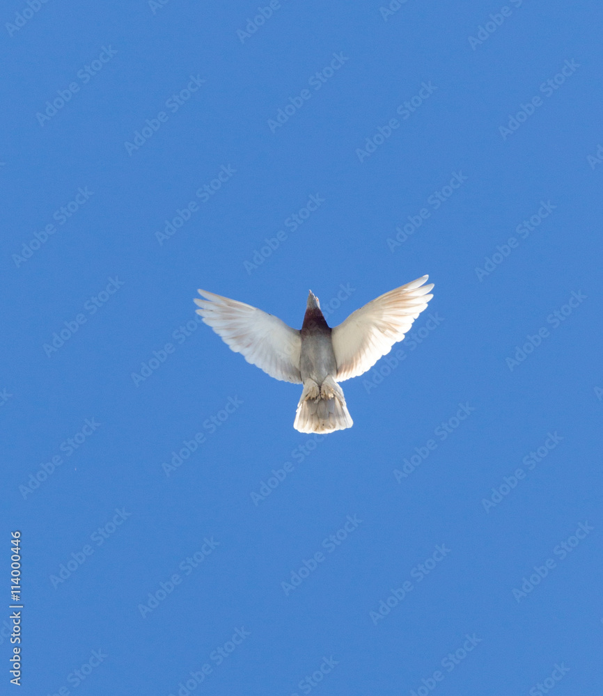 One pigeon in flight against a blue sky One pigeon in flight against a blue sky