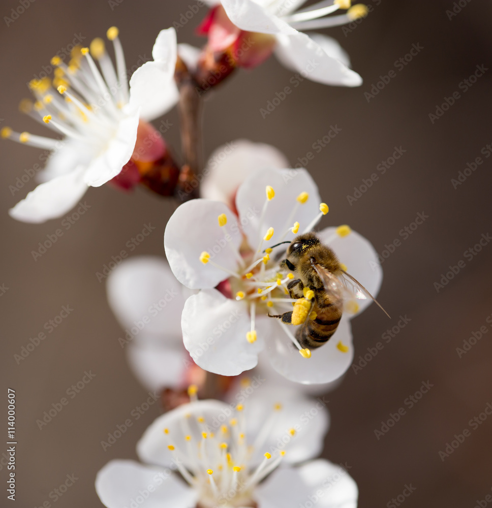 bee on a flower in the nature. macro bee on a flower in the nature. macro