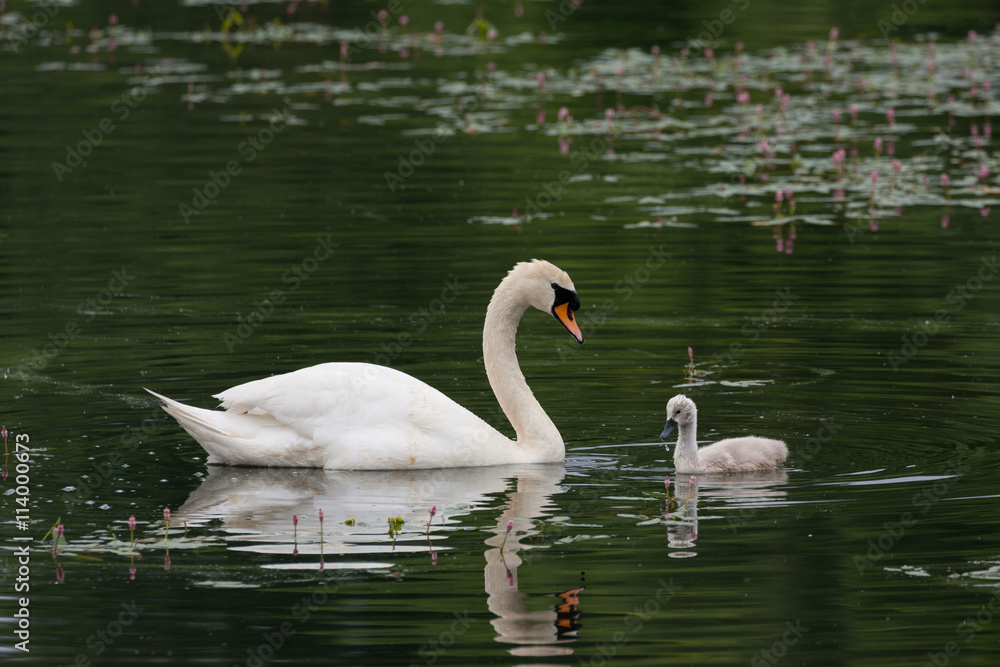 Fototapeta premium swan and cygnet