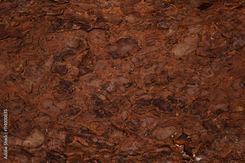 Bilde på lerret backgrounds and texture concept - wooden floor or wall