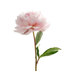 Papier peint photo Pivoines Pivoine rose clair sur fond blanc  © vetre
