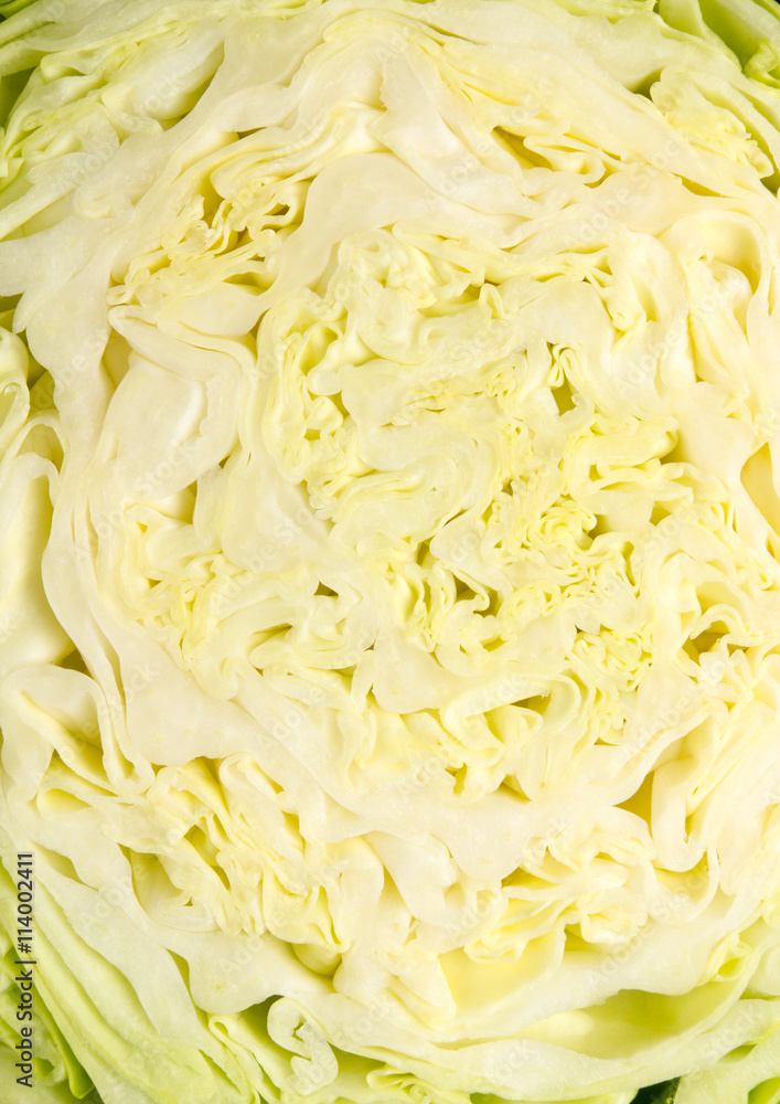 head of cabbage head of cabbage