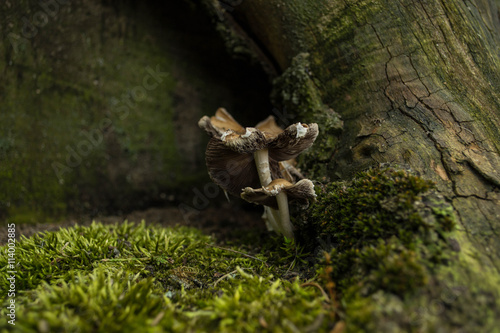 Close up of the forest mushrooms next to tree roots and moss © Kazick