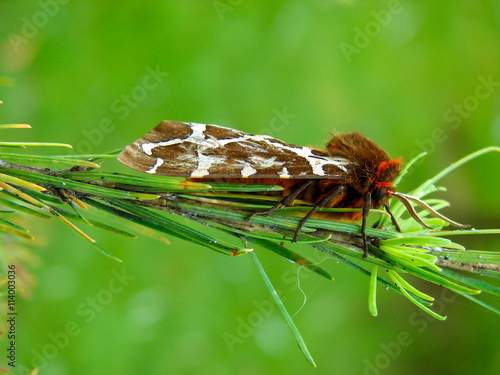 A moth sitting on a pine tree branch
