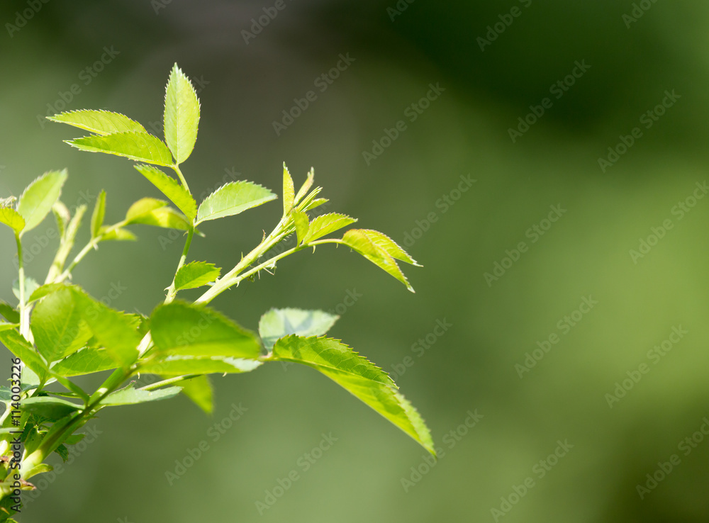 green leaves on the bush outdoors