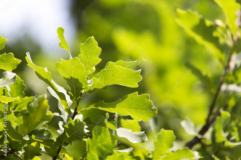 green oak leaves in nature green oak leaves in nature