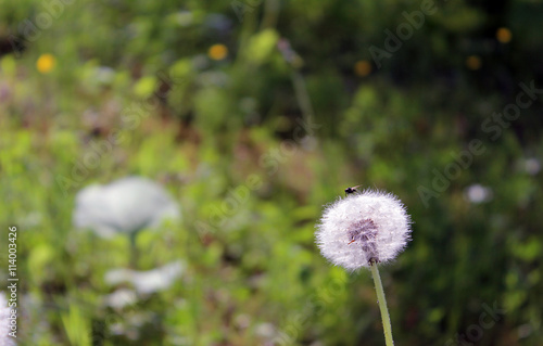 dandelion Taraxacum officinale flowers