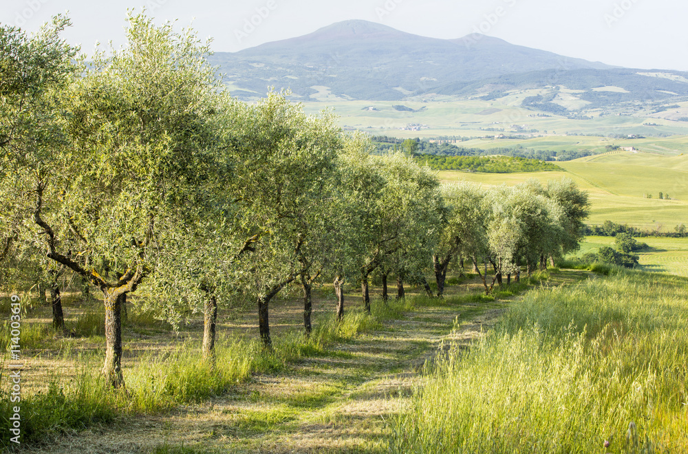 Olive grove and mountains in Tuscany in Italy Olive grove and mountains in Tuscany in Italy