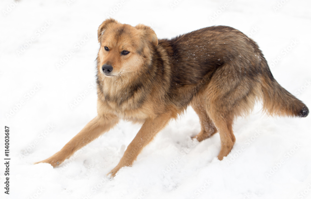 dog running outdoors in winter dog running outdoors in winter