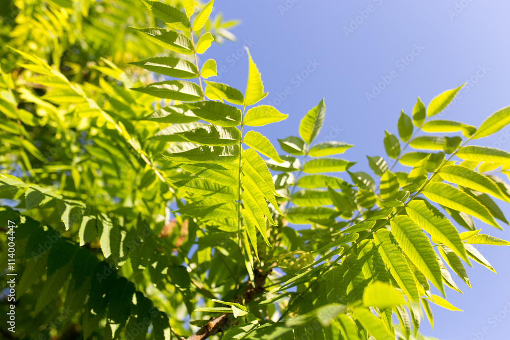 green leaves on the tree in nature green leaves on the tree in nature