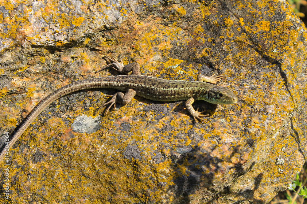 Obraz premium Lizard on the stone