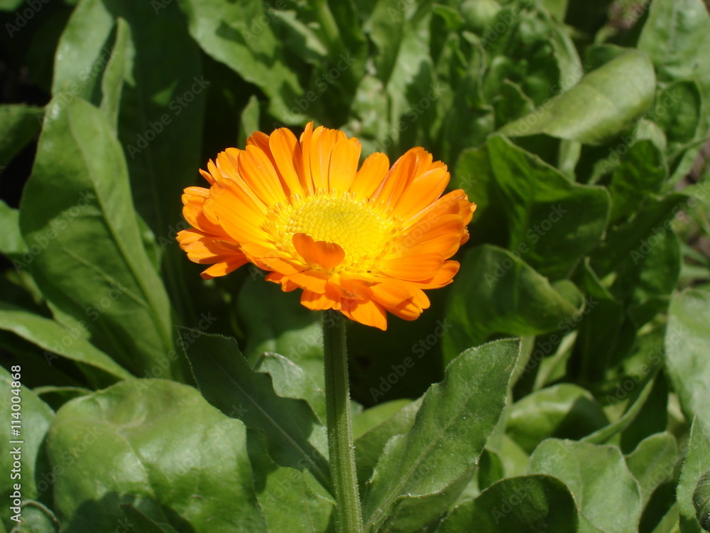 One calendula orange flower on a sunny day One calendula orange flower on a sunny day