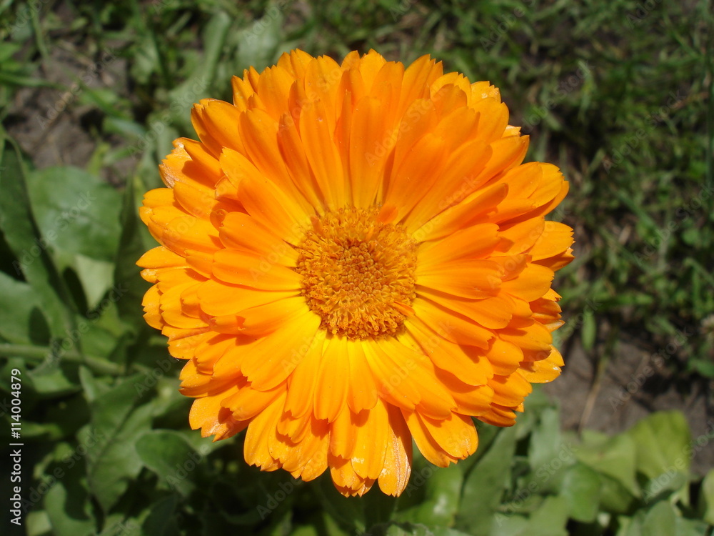 One calendula orange flower on a sunny day One calendula orange flower on a sunny day