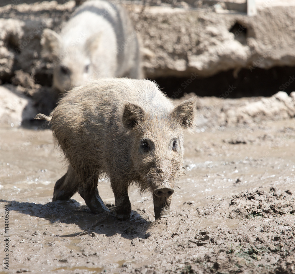 wild boar in a park on the nature wild boar in a park on the nature