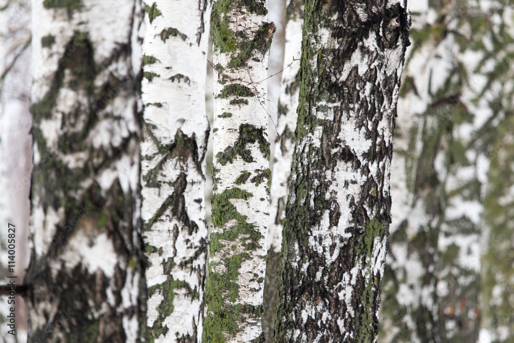 Obraz premium birch tree trunk in a forest in nature