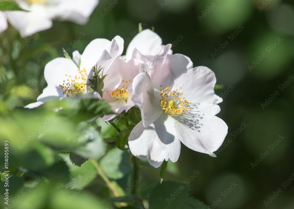 beautiful white flower in nature