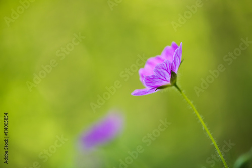 Fototapeta Naklejka Na Ścianę i Meble -  Geranio Selvatico