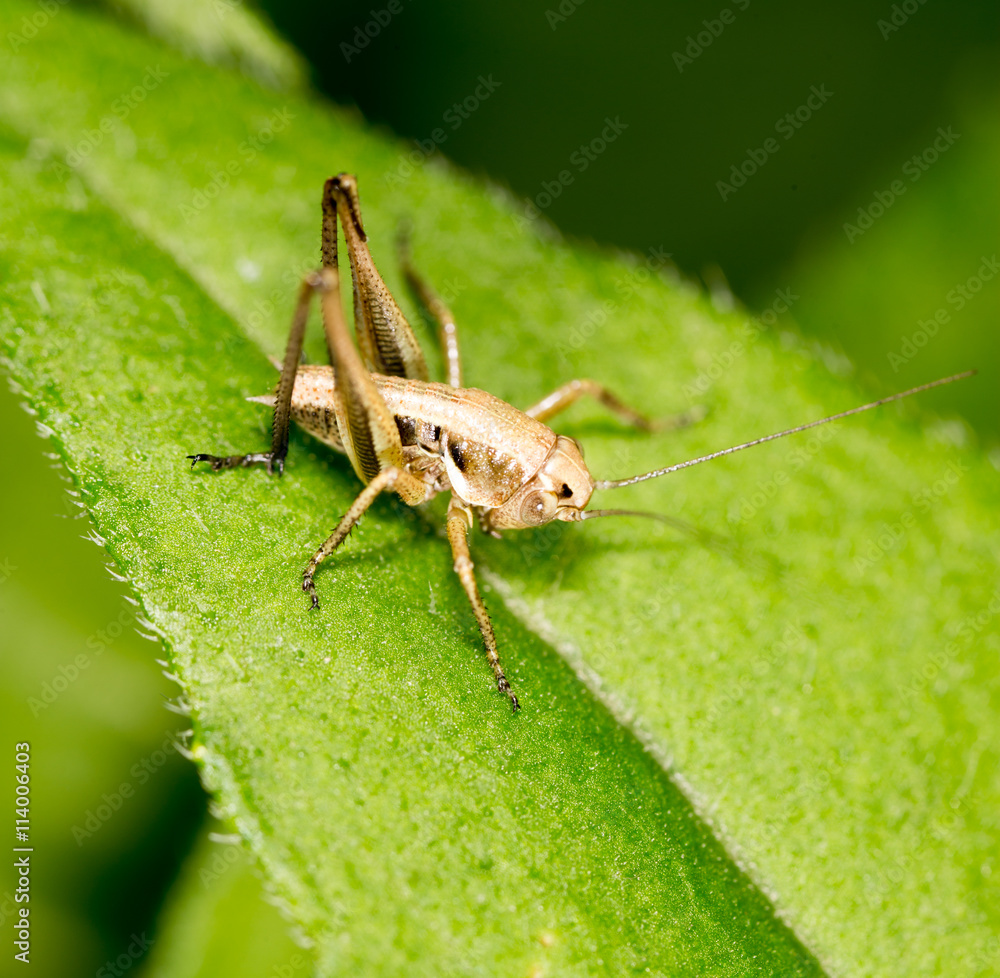 Grasshopper on a green leaf. macro Grasshopper on a green leaf. macro