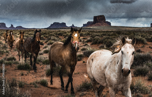 Canvas Print Horses in the Rain