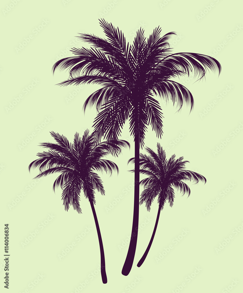 Obraz premium Palm trees in contours