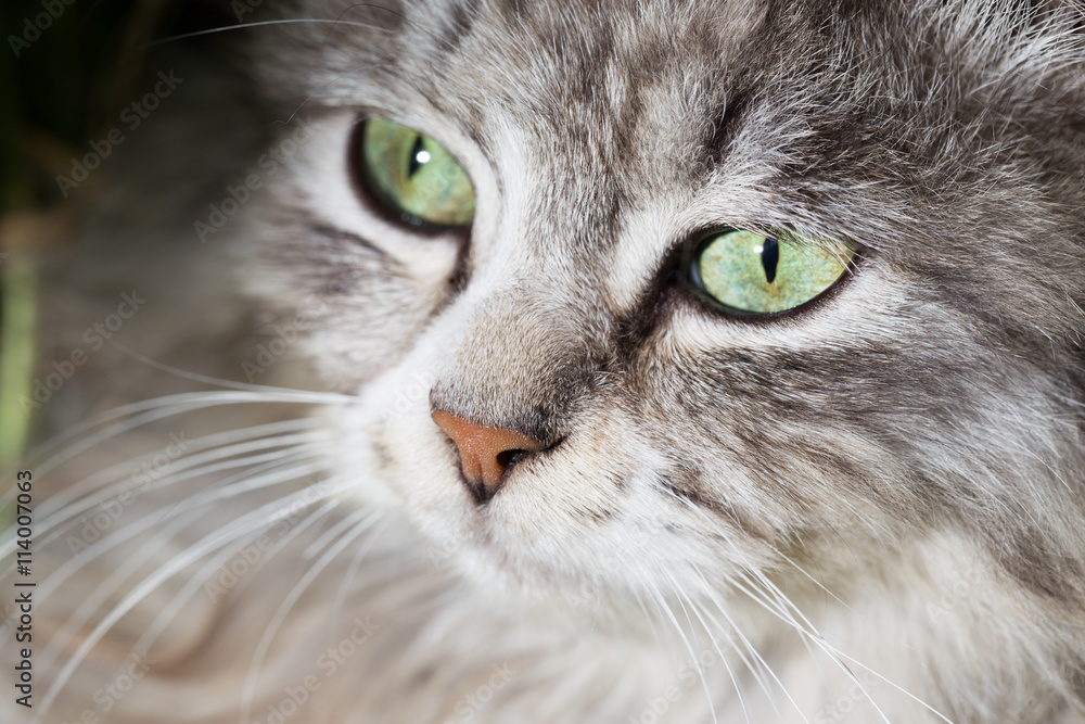 portrait of a beautiful cat in nature portrait of a beautiful cat in nature