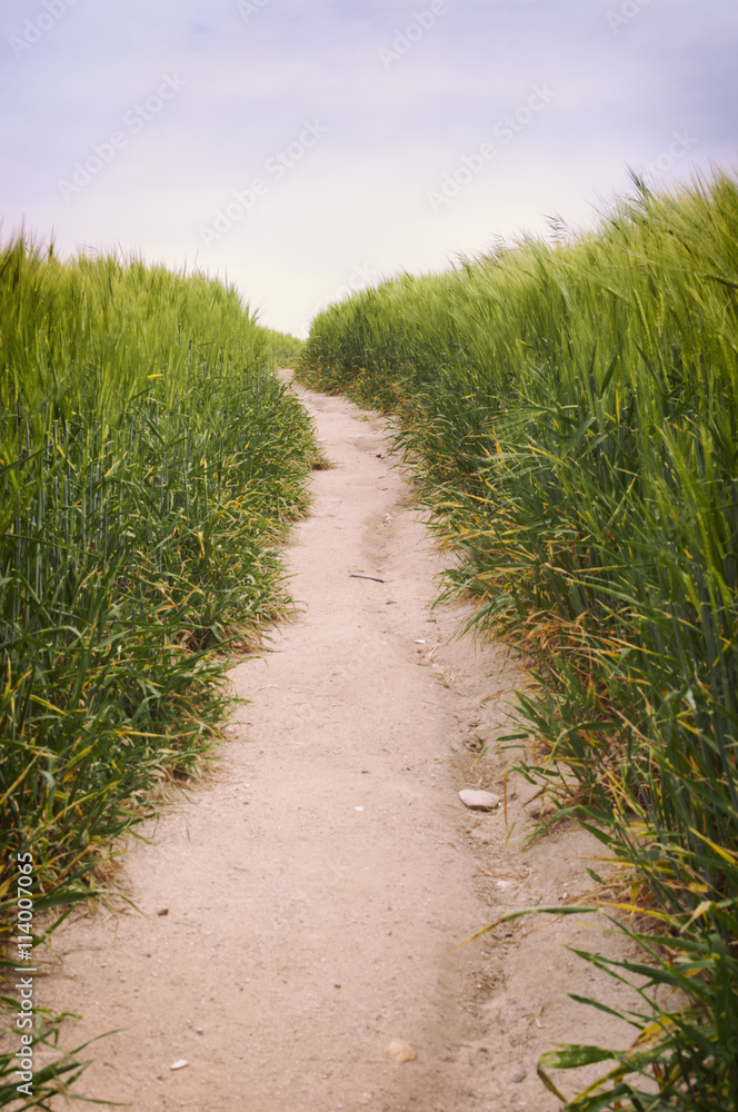 Dirt road in the wheat field spring landscape - Vertical closeup Dirt road in the wheat field spring landscape - Vertical closeup