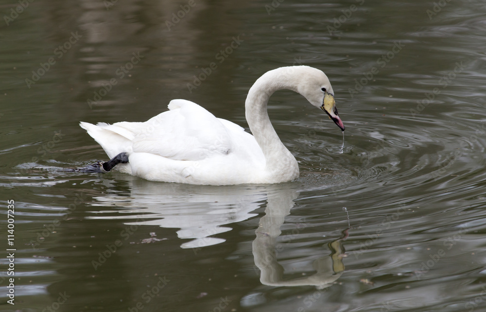 White swan floating on the lake White swan floating on the lake